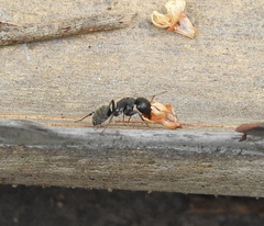 Camponotus amphidus