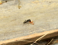 Camponotus amphidus
