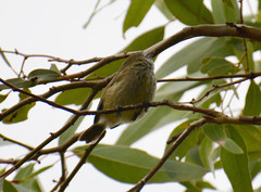 Acanthiza pusilla