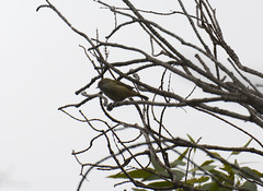 Acanthiza pusilla