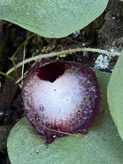 Corybas hispidus