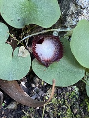 Corybas hispidus