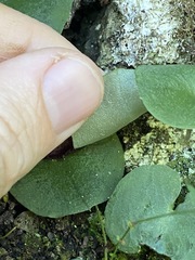 Corybas hispidus