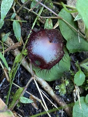 Corybas hispidus