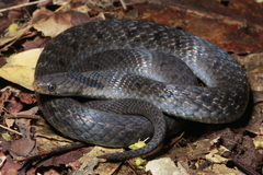 Assam Mountain Snake photo 2