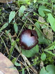 Corybas hispidus