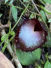 Corybas hispidus