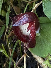 Corybas hispidus
