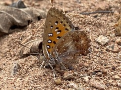 Aloeides damarensis