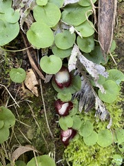 Corybas hispidus