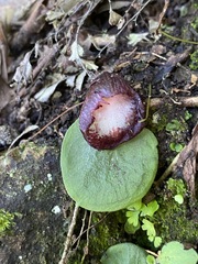 Corybas hispidus