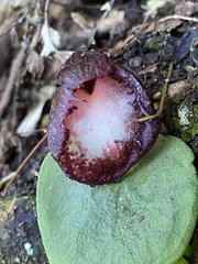 Corybas hispidus