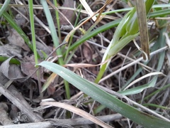Ornithogalum sintenisii