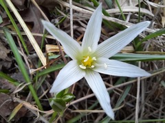 Ornithogalum sintenisii