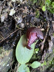 Corybas hispidus