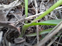Ornithogalum sintenisii