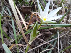 Ornithogalum sintenisii