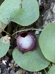 Corybas hispidus