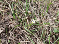 Ornithogalum sintenisii