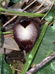 Corybas hispidus