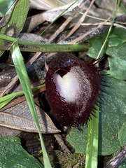 Corybas hispidus