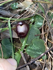 Corybas hispidus