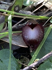 Corybas hispidus