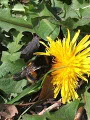 Bombus terrestris