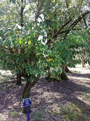 Euonymus wilsonii
