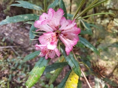 Rhododendron kendrickii
