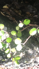 Myrsine aquilonia