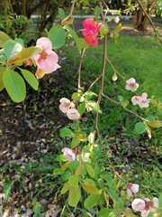 Chaenomeles × superba