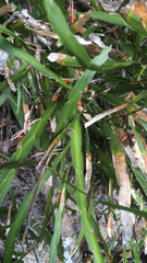 Carmichaelia williamsii