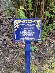 Chaenomeles × superba