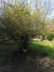 Chaenomeles × superba