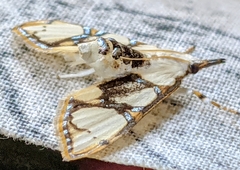 Cirrhochrista kosemponialis