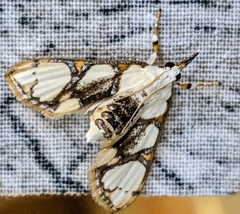 Cirrhochrista kosemponialis