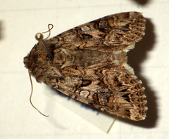 Anarta odontites