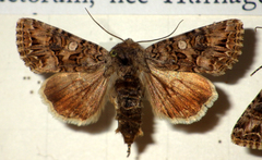 Anarta odontites