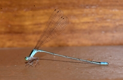 Aciagrion occidentale