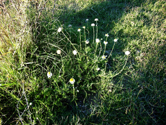 Lasiospermum bipinnatum