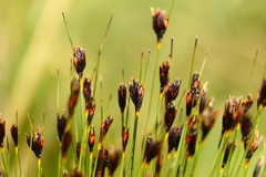Schoenus nigricans