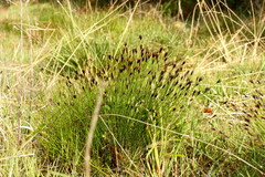 Schoenus nigricans