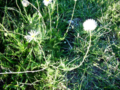 Lasiospermum bipinnatum