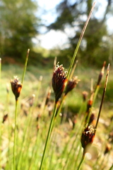 Schoenus nigricans