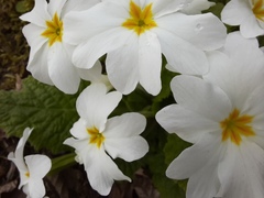 Primula vulgaris rubra