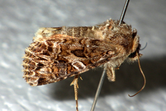 Anarta odontites