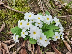 Primula vulgaris rubra