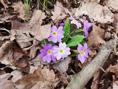 Primula vulgaris rubra