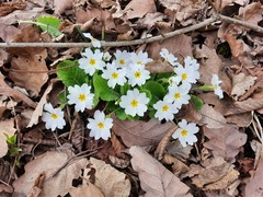 Primula vulgaris rubra
